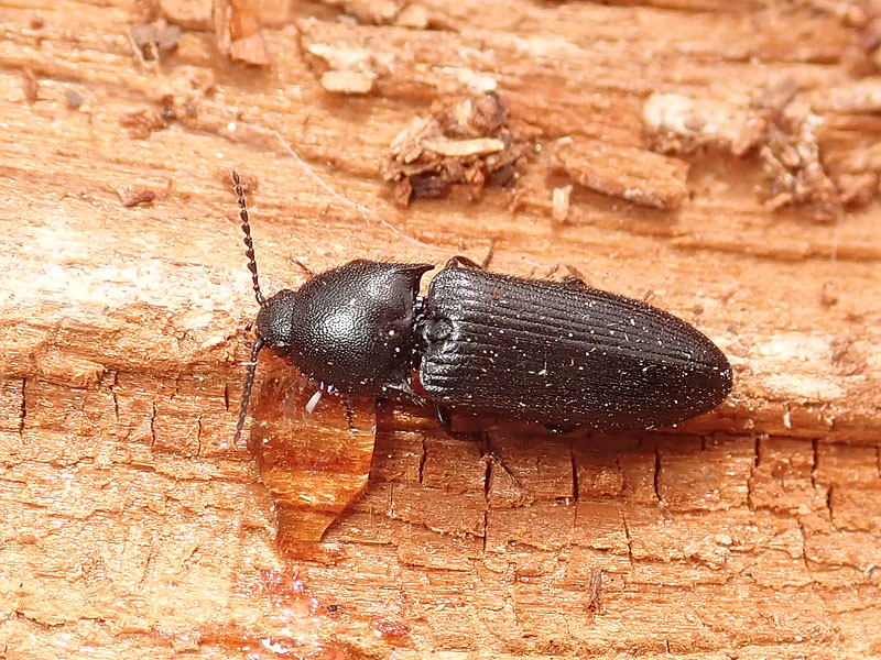 Elateridae: Ampedus scrofa (cfr.)